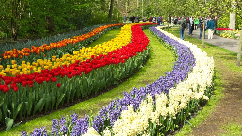 2014-04-17 Holland Tulips 27.jpg
